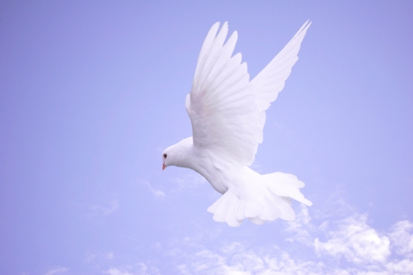 The Prince of Peace & the Power of Perspective